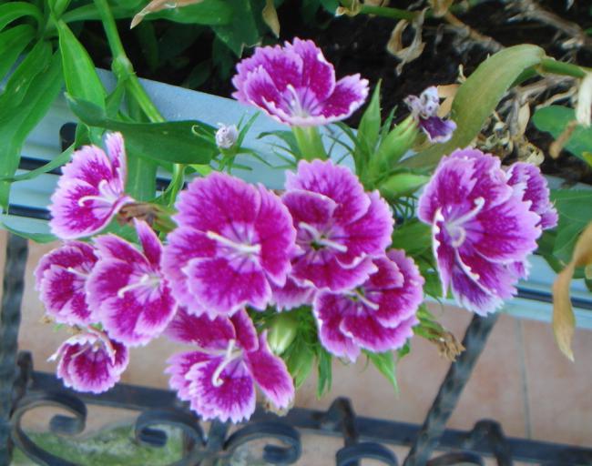 Name:  DSANTHUS 3.jpg
Views: 1023
Size:  56.9 KB