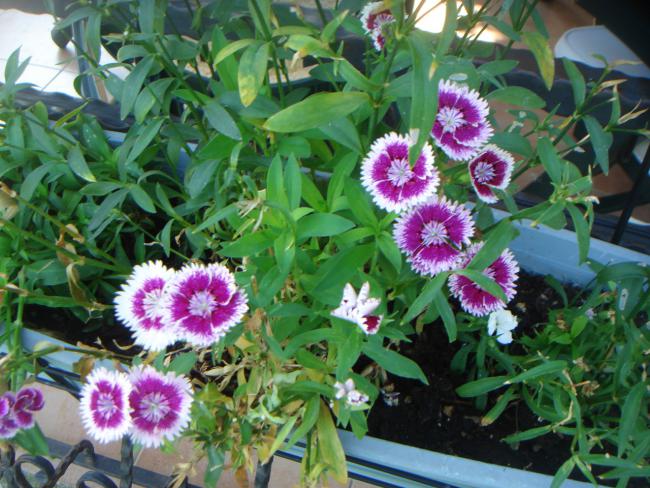 Name:  DSANTHUS 2.jpg
Views: 1042
Size:  67.0 KB