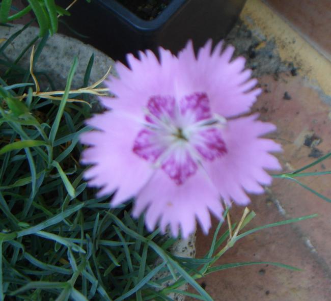 Name:  KARANFL 6.jpg
Views: 1051
Size:  45.5 KB