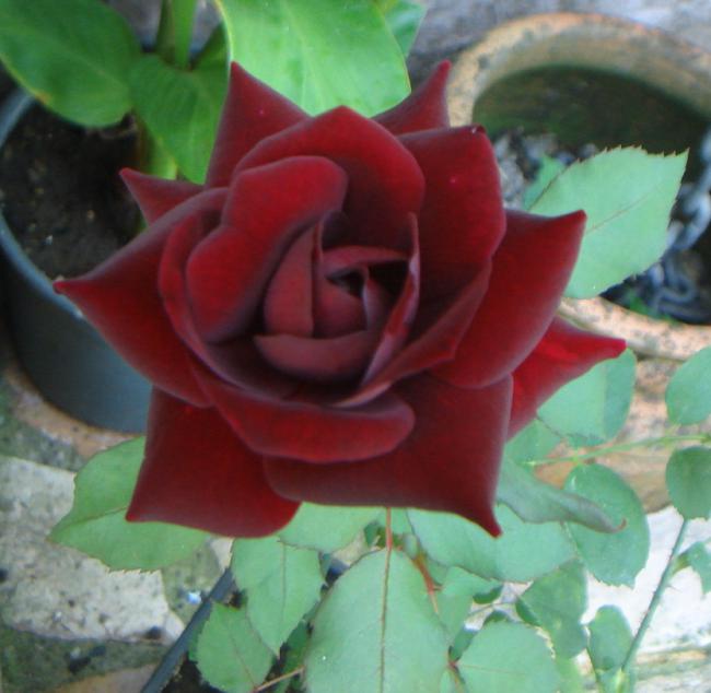 Name:  GL 3.jpg
Views: 1399
Size:  42.4 KB