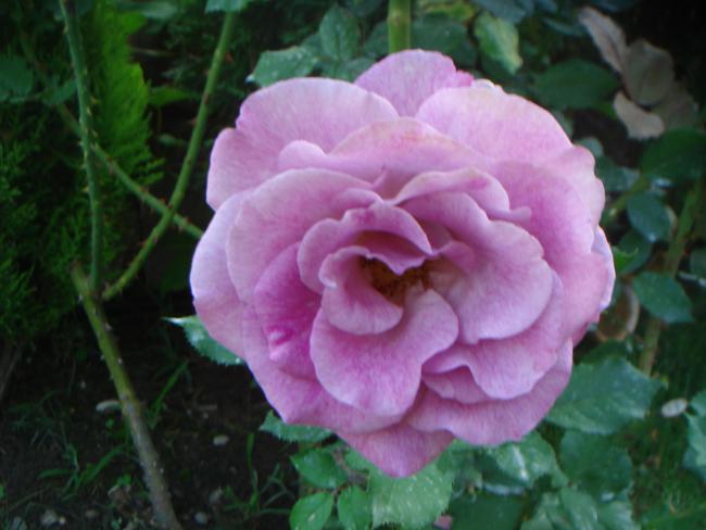 Name:  GL 10.jpg
Views: 1047
Size:  37.5 KB