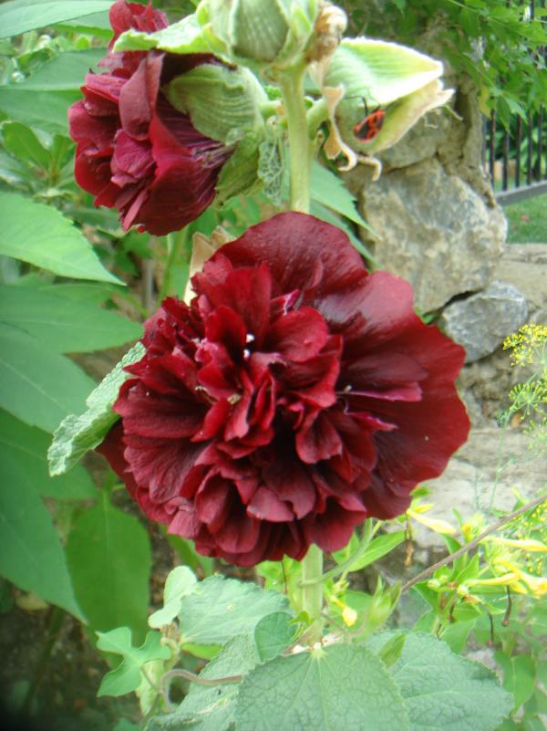 Name:  GLHATM 1.jpg
Views: 1694
Size:  72.6 KB