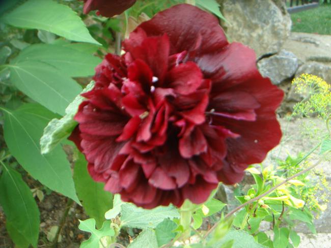 Name:  GLHATM 3.jpg
Views: 1320
Size:  47.6 KB