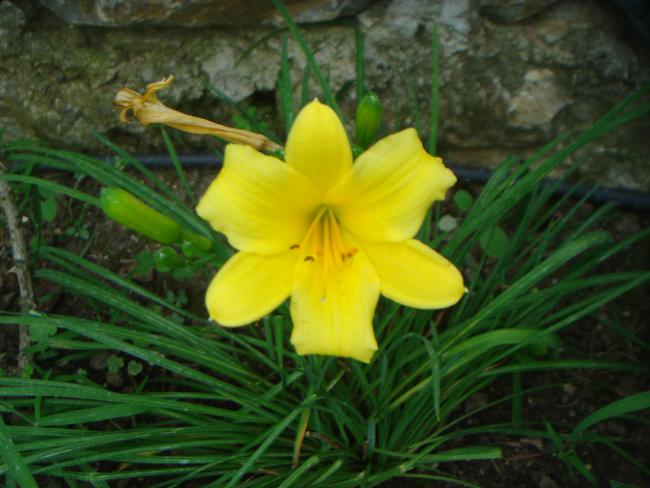 Name:  Hemerocallis Stella 7.jpg
Views: 1074
Size:  44.8 KB