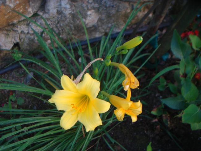 Name:  Hemerocallis Stella 9.jpg
Views: 1003
Size:  45.3 KB