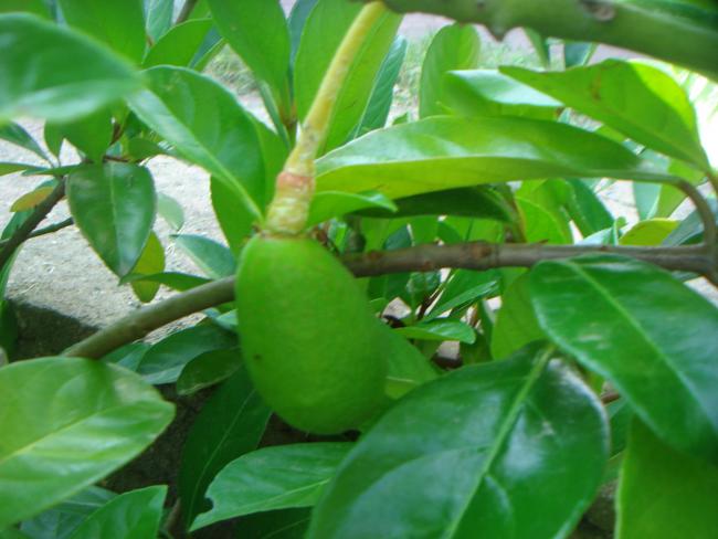 Name:  AVAKADO 3.jpg
Views: 1086
Size:  40.9 KB