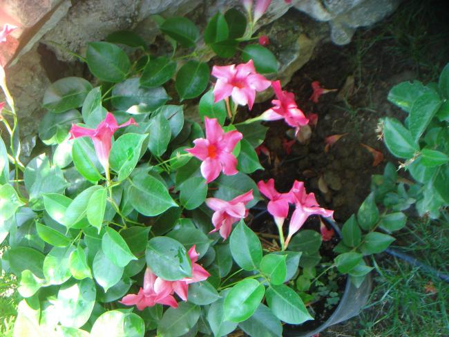 Name:  MANDEVLLA 3.jpg
Views: 1249
Size:  60.8 KB