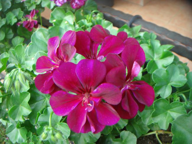 Name:  SARDUNYA 12.jpg
Views: 1032
Size:  52.0 KB