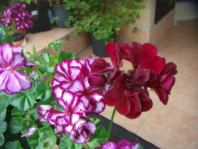 Name:  SARDUNYA 16.jpg
Views: 945
Size:  50.2 KB
