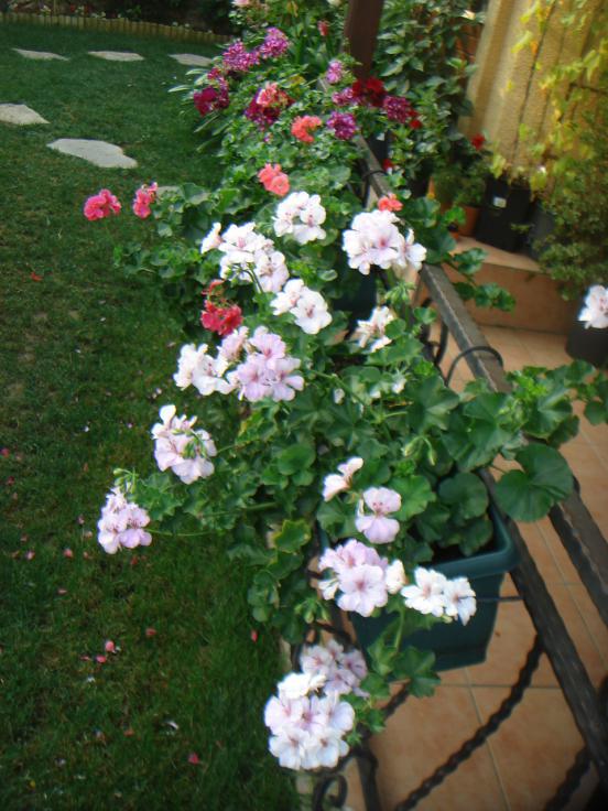 Name:  SARDUNYA 8.jpg
Views: 1045
Size:  74.3 KB