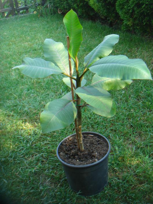 Name:  PLUMERA 7.jpg
Views: 959
Size:  72.7 KB