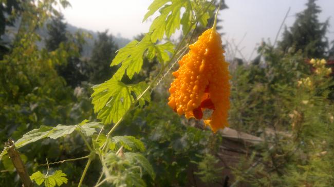 Name:  09092011522.jpg
Views: 593
Size:  37.2 KB