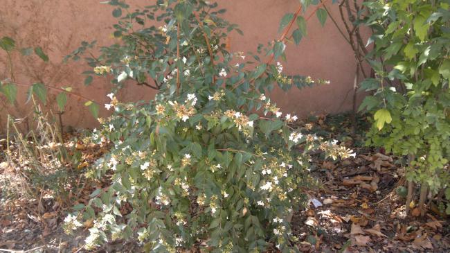 Name:  10092011539.jpg
Views: 522
Size:  58.4 KB