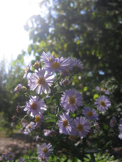 Name:  aster.JPG
Views: 1272
Size:  44.1 KB