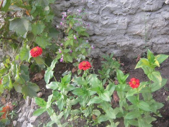 Name:  zinnia.jpg
Views: 1258
Size:  51.1 KB