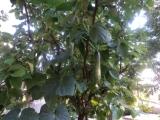 Name:  DSC00159.JPG
Views: 338
Size:  18.6 KB