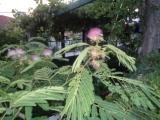 Name:  DSC00166.JPG
Views: 323
Size:  18.5 KB