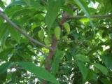 Name:  DSC04963.JPG
Views: 325
Size:  15.0 KB