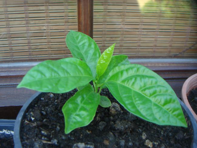 Name:  PASSFLORA EDLS 3.jpg
Views: 1053
Size:  47.0 KB