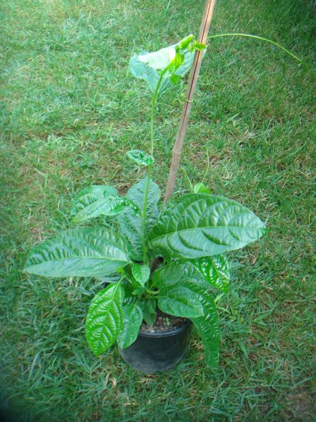Name:  PASSFLORA EDLS 4.jpg
Views: 1167
Size:  74.0 KB