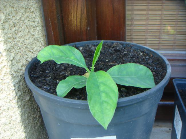 Name:  Passiflora Quadrangularis 2.jpg
Views: 1165
Size:  48.2 KB