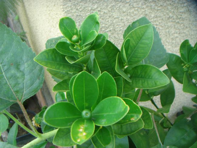 Name:  KUMKUAT 1.jpg
Views: 1190
Size:  48.3 KB