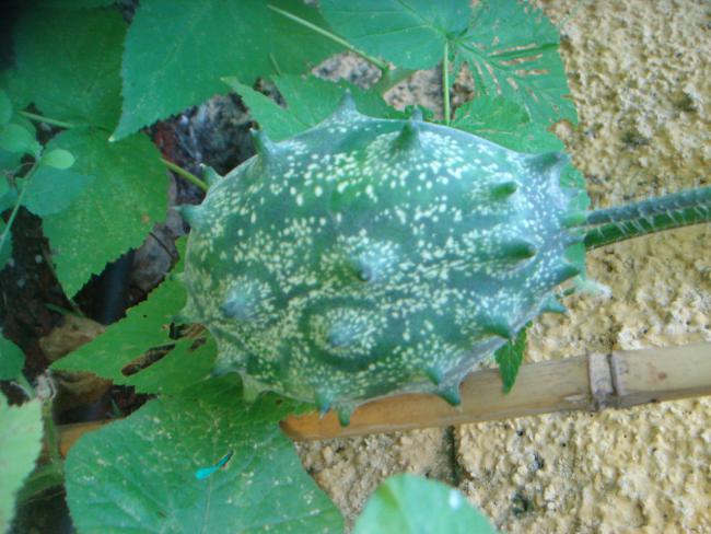 Name:  Kiwano 1.jpg
Views: 943
Size:  53.6 KB