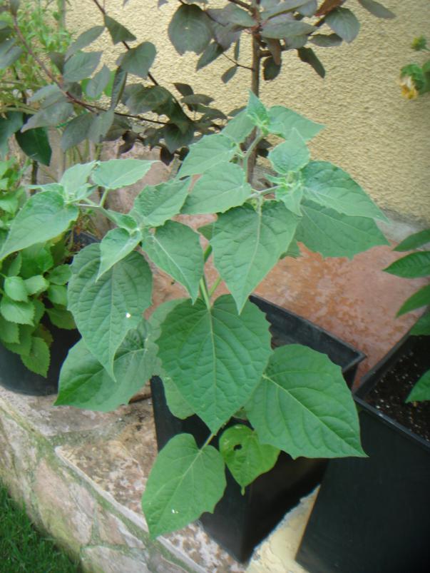 Name:  ALTIN LEK 2.jpg
Views: 1189
Size:  72.4 KB