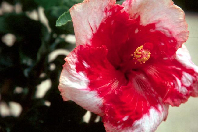 Name:  ExoticHibiscus.jpg
Views: 1828
Size:  34.1 KB