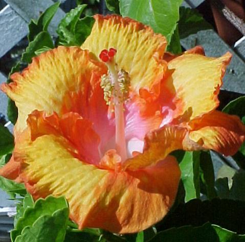 Name:  hibiscus_orange111.jpg
Views: 3388
Size:  40.6 KB