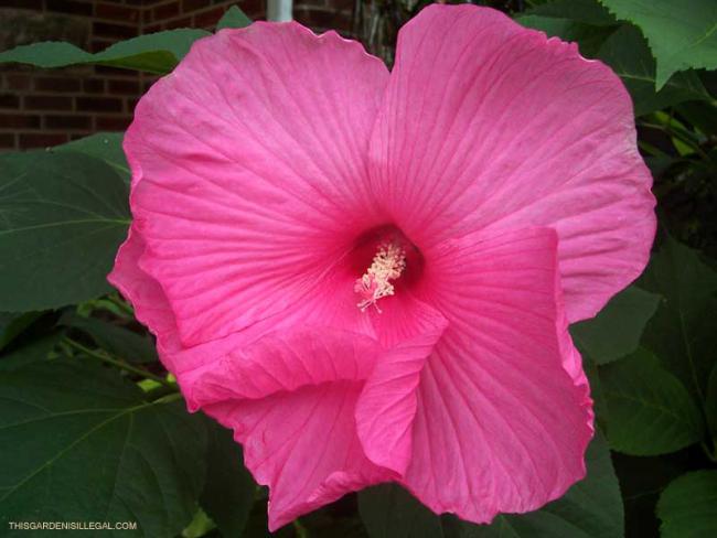 Name:  hibiscus1-785294.jpg
Views: 1125
Size:  37.3 KB