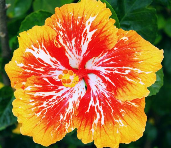 Name:  hybrid-hibiscus-ii-jim-cazel.jpg
Views: 3012
Size:  63.8 KB