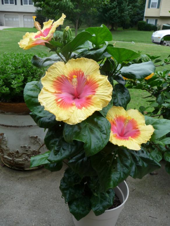 Name:  RainbowSherbertBush.jpg
Views: 1398
Size:  72.9 KB