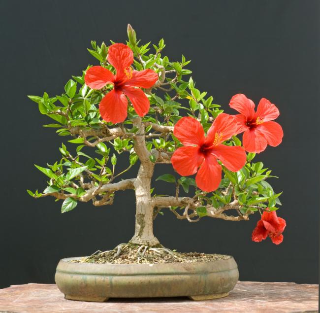Name:  bonsai hibiscus.jpg
Views: 5732
Size:  55.8 KB