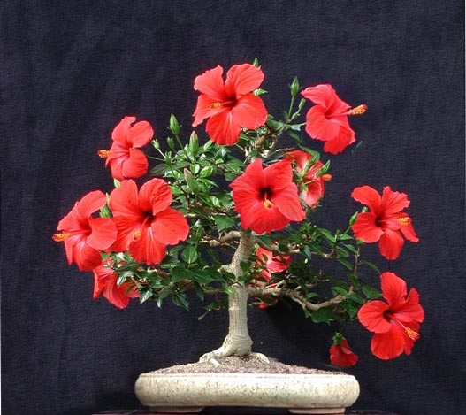 Name:  dscn1421virtual2v.jpg
Views: 4619
Size:  59.8 KB