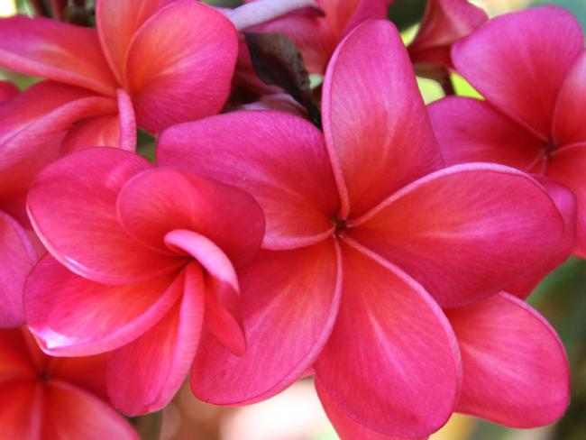 Name:  plumeria 1.jpg
Views: 1989
Size:  35.6 KB