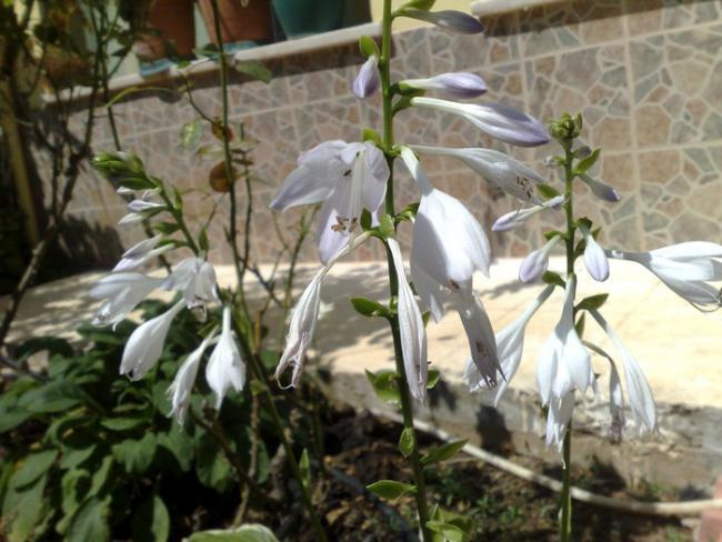 Name:  hosta.jpg
Views: 1080
Size:  52.0 KB