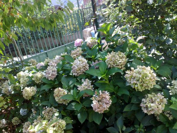 Name:  ortanca.jpg
Views: 1092
Size:  72.7 KB