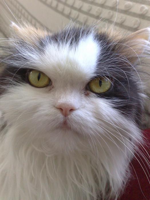 Name:  kedi.jpg
Views: 1401
Size:  47.5 KB