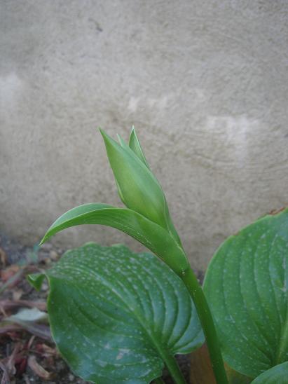 Name:  hosta.JPG
Views: 1418
Size:  31.9 KB