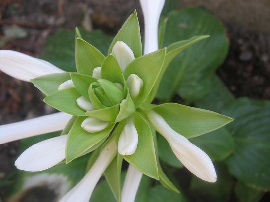 Name:  hosta1.JPG
Views: 1483
Size:  38.9 KB