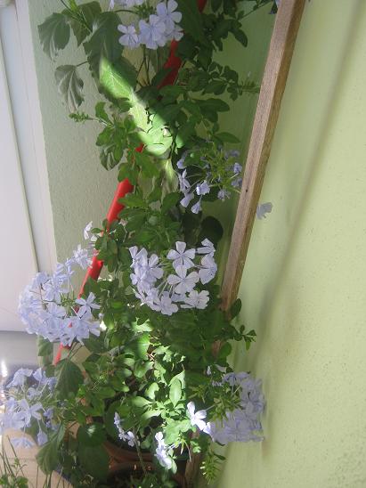 Name:  mavi yasemin.JPG
Views: 1568
Size:  46.0 KB
