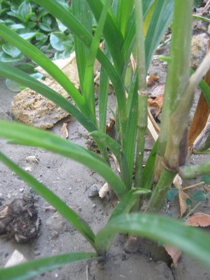 Name:  tradescantia andersoniana.JPG
Views: 1310
Size:  48.0 KB