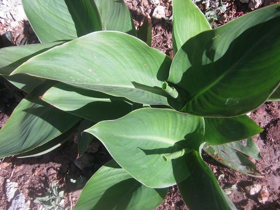 Name:  canna.JPG
Views: 1299
Size:  60.8 KB