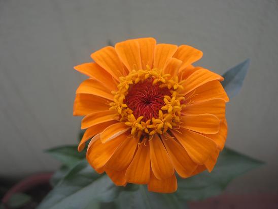 Name:  zinnia.JPG
Views: 1542
Size:  33.6 KB