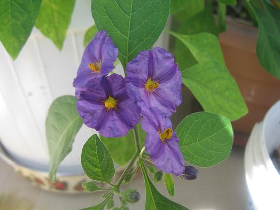 Name:  solanum.JPG
Views: 1585
Size:  40.8 KB