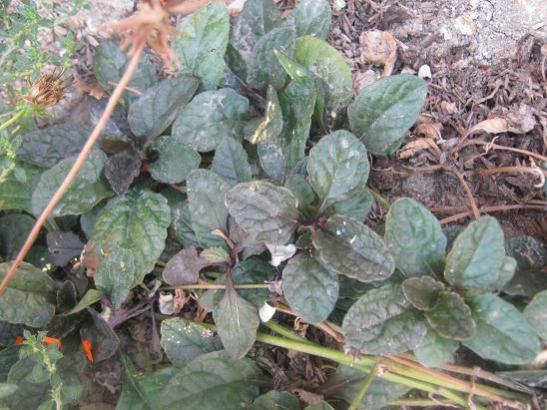 Name:  ajuga reptans.jpg
Views: 1552
Size:  50.6 KB