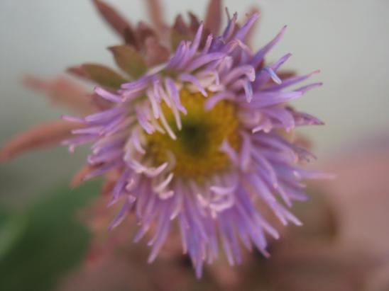 Name:  aster.JPG
Views: 1547
Size:  31.8 KB