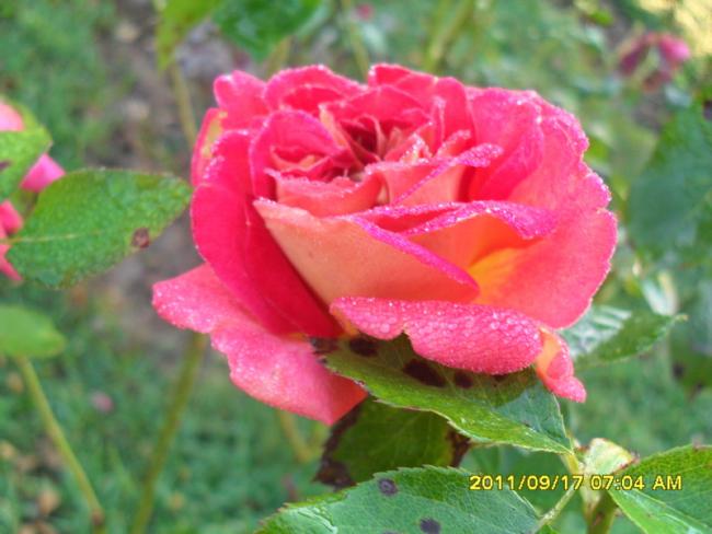 Name:  010.jpg
Views: 736
Size:  42.2 KB