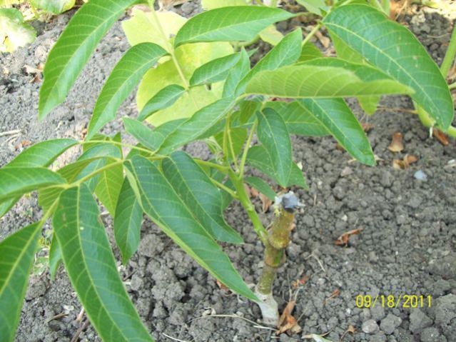 Name:  100_5886.jpg
Views: 1324
Size:  65.3 KB